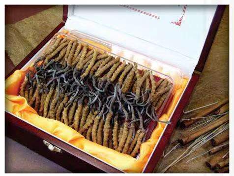 桂平冬虫夏草回收